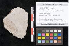 Foto (Detailansicht) von Cinnamomum intermedium Ettingshausen (NHMW-GEO-2024-0188-10154)